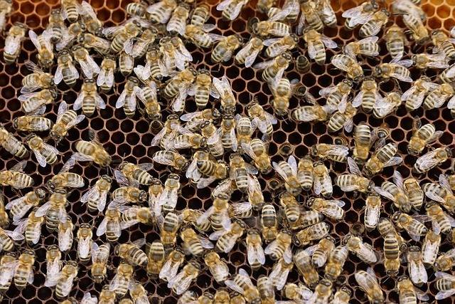 Oktobarska priprema pčela za zimu